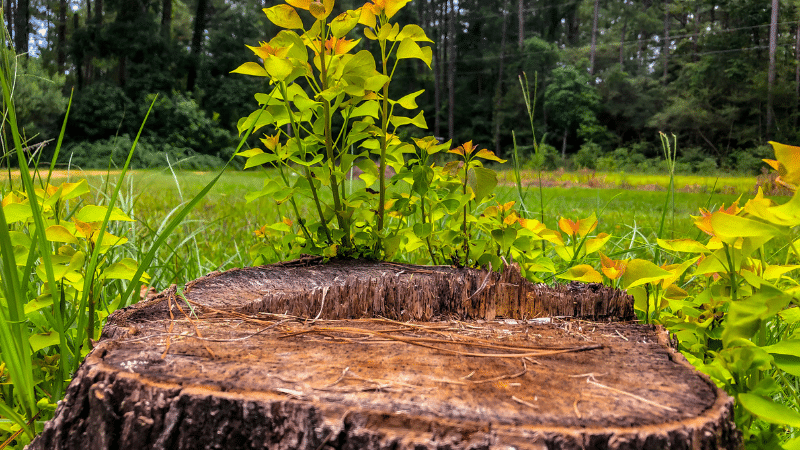 Mastering Arboriculture: A Comprehensive Guide to Tree Removal, Stub Removal, and Tree Chipping with Westchester Tool Rentals